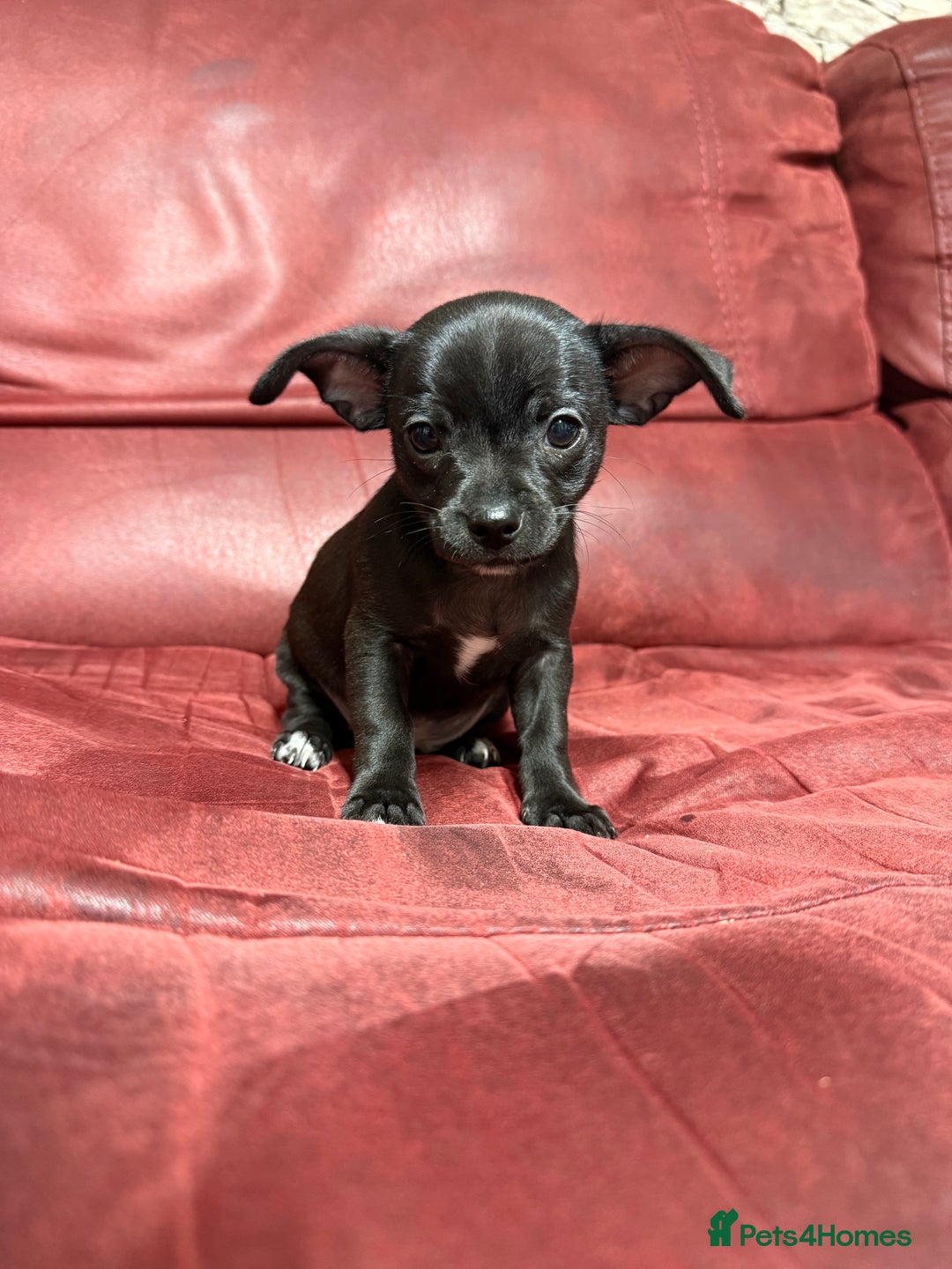 Chihuahua dogs for sale: 🐾 Beautiful Chihuahua Puppies - Advert 12