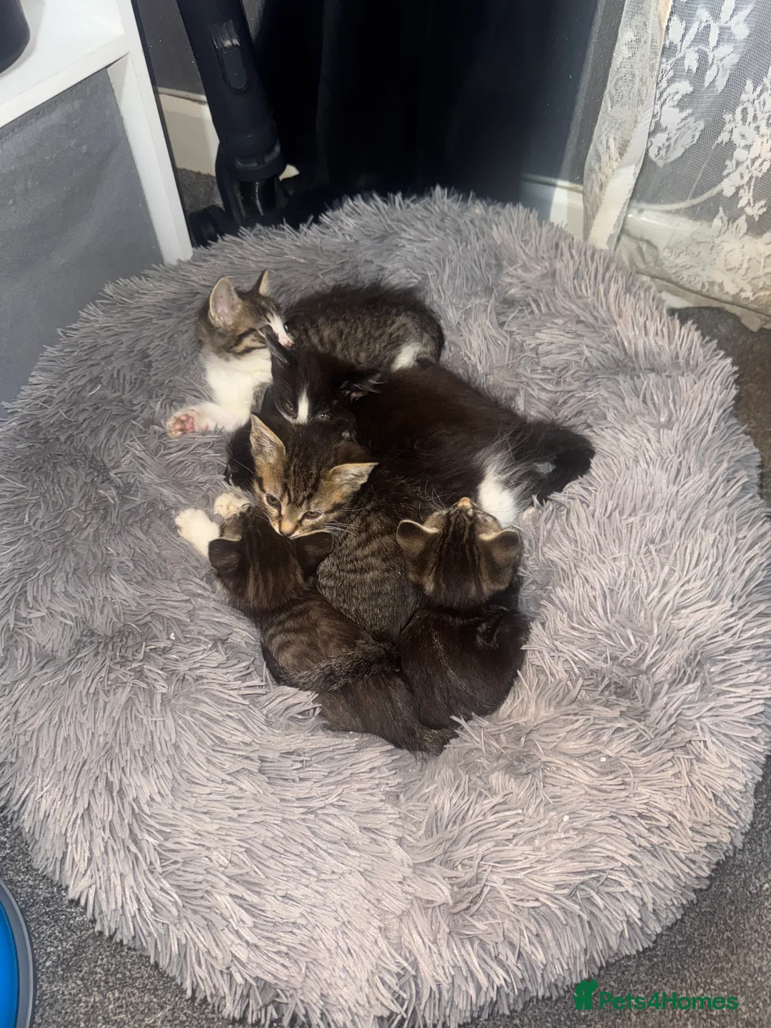 Mixed Breed cats for sale: 6 beautiful kittens for sale  - Advert 2