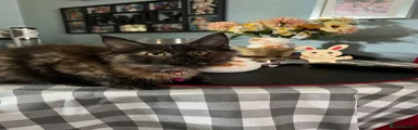 Maine Coon 6