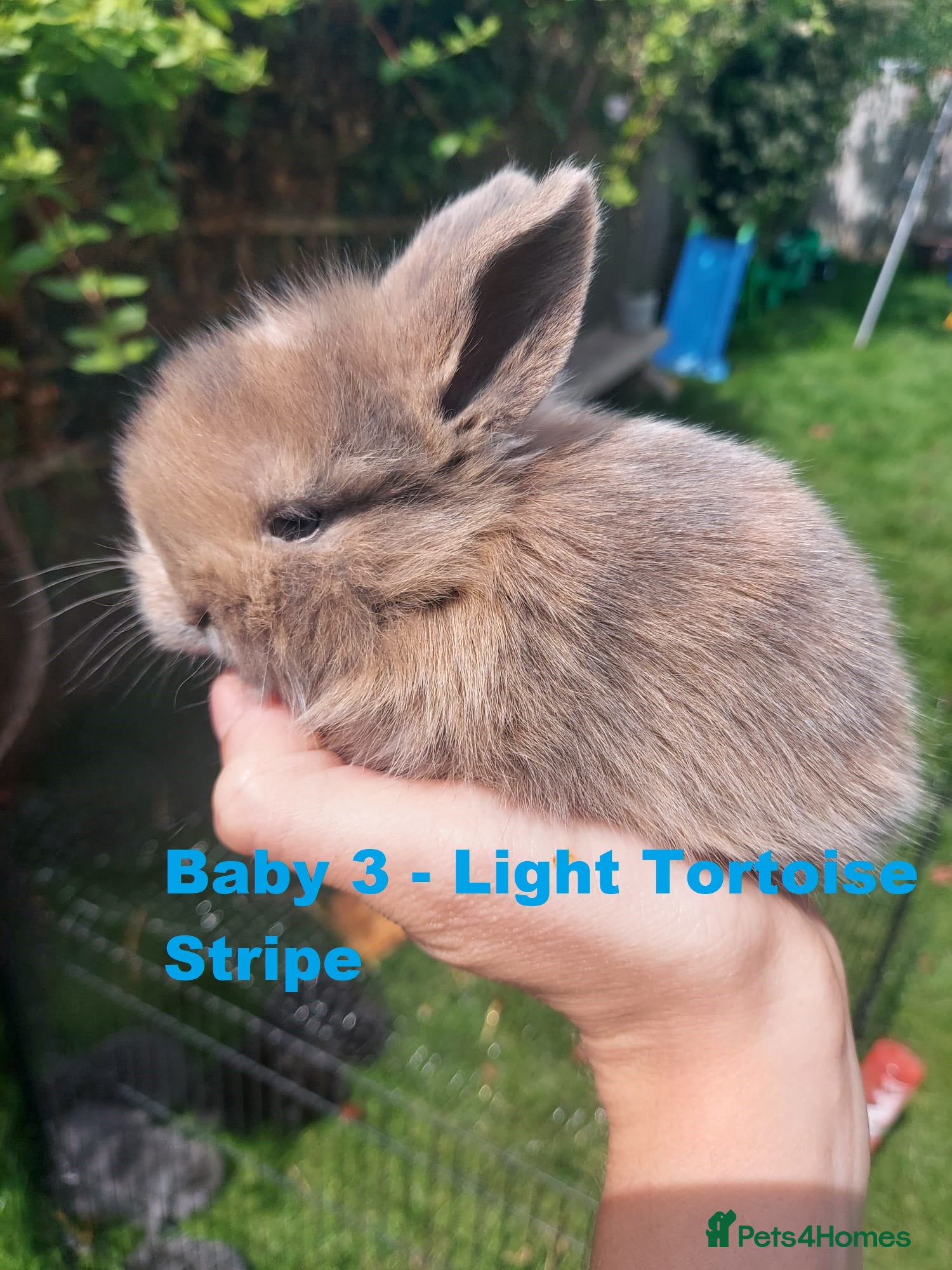 Mini Lop rabbits for sale: 3 x Mini Lion Lops ready to collect 23 June - Advert 4
