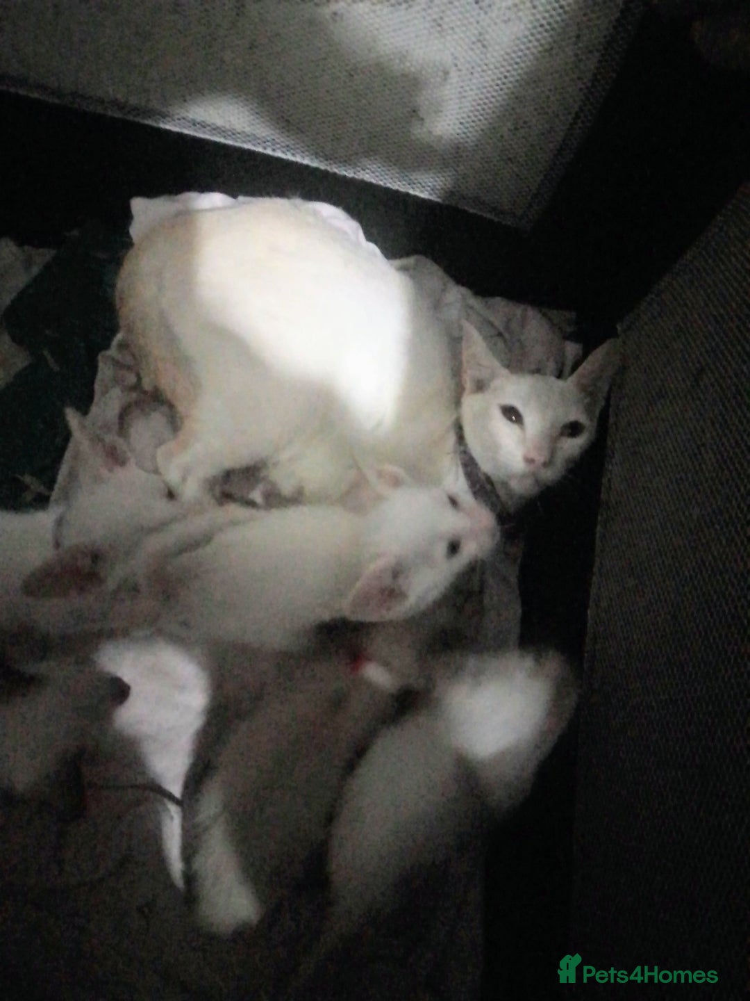 Siamese cats for sale: Siamese kittens - Advert 4