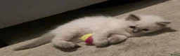 Ragdoll cats for sale: Beautiful ragdoll kittens - Advert 6