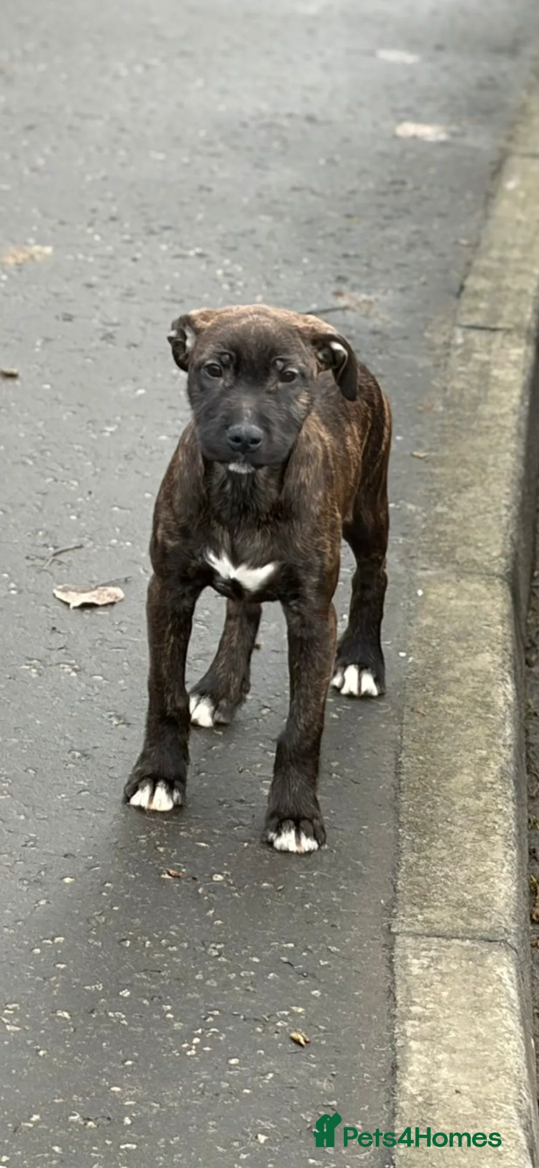 Mixed Breed dogs for sale: 15 weeks old terrier girl - Advert 2