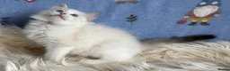 Ragdoll cats for sale: 🐾 Beautiful Ragdoll Kittens for Sale 🐾 - Advert 19