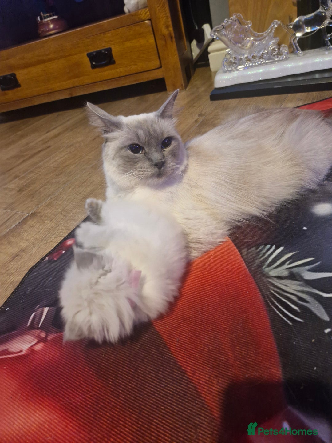 Ragdoll cats for sale: Lovely ragdoll baby's  - Advert 2