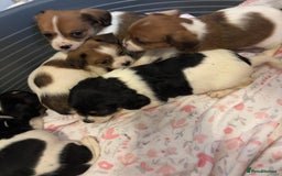 Mixed Breed dogs for sale: Lovely caver jack puppies for sale  - Advert 5