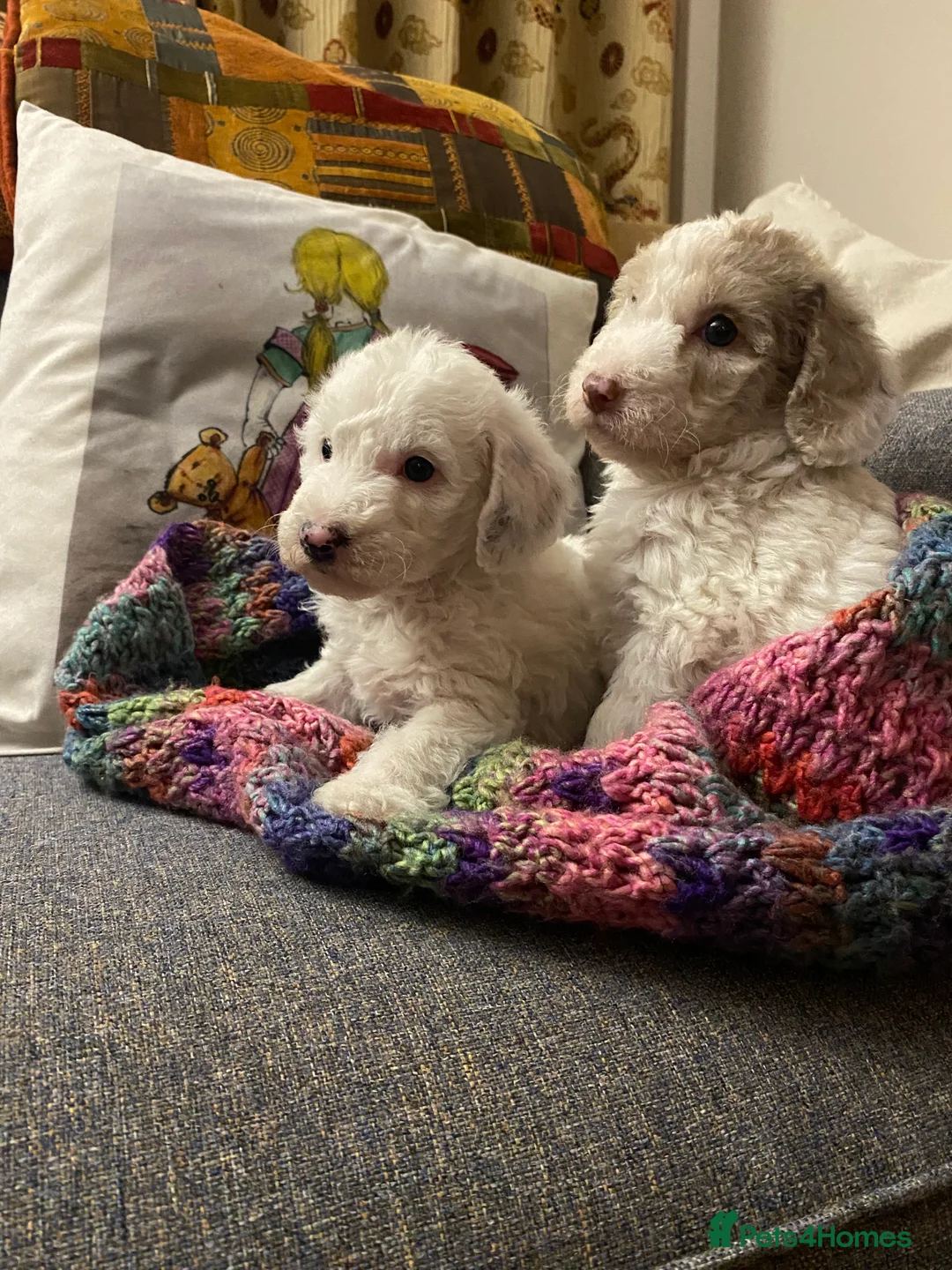 Australian Labradoodle dogs for sale: Australian Labradoodle Puppies - Advert 4