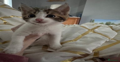 Mixed Breed cats - Advert 1
