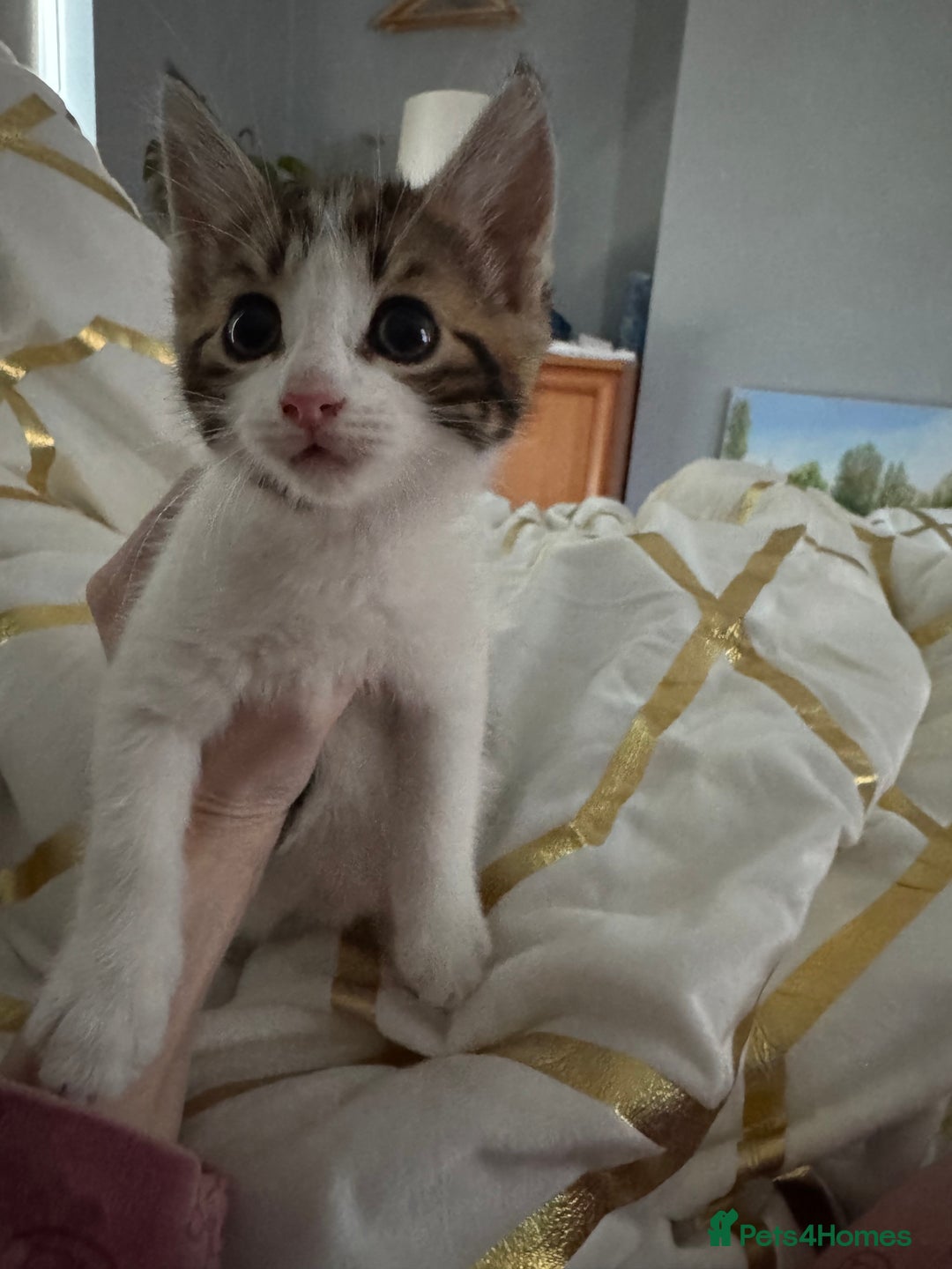 Mixed Breed cats for sale: Kittens  - Image 2
