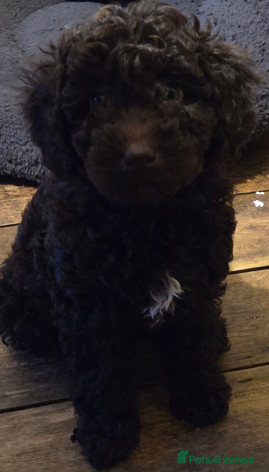 Cockapoo dogs Cockapoo - Advert 9