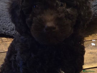 Cockapoo dogs Cockapoo - Advert 18