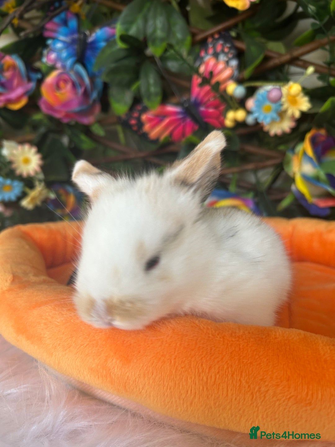 Mini Lop rabbits for sale: Pure Breed Mini lops  - Image 4