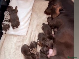 Dachshund dogs Choc/Tan/Merle Sausage Babies - Advert 1