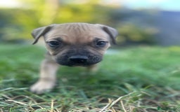 Mixed Breed dogs for sale: Mastiff x staff puppies  - Image 14