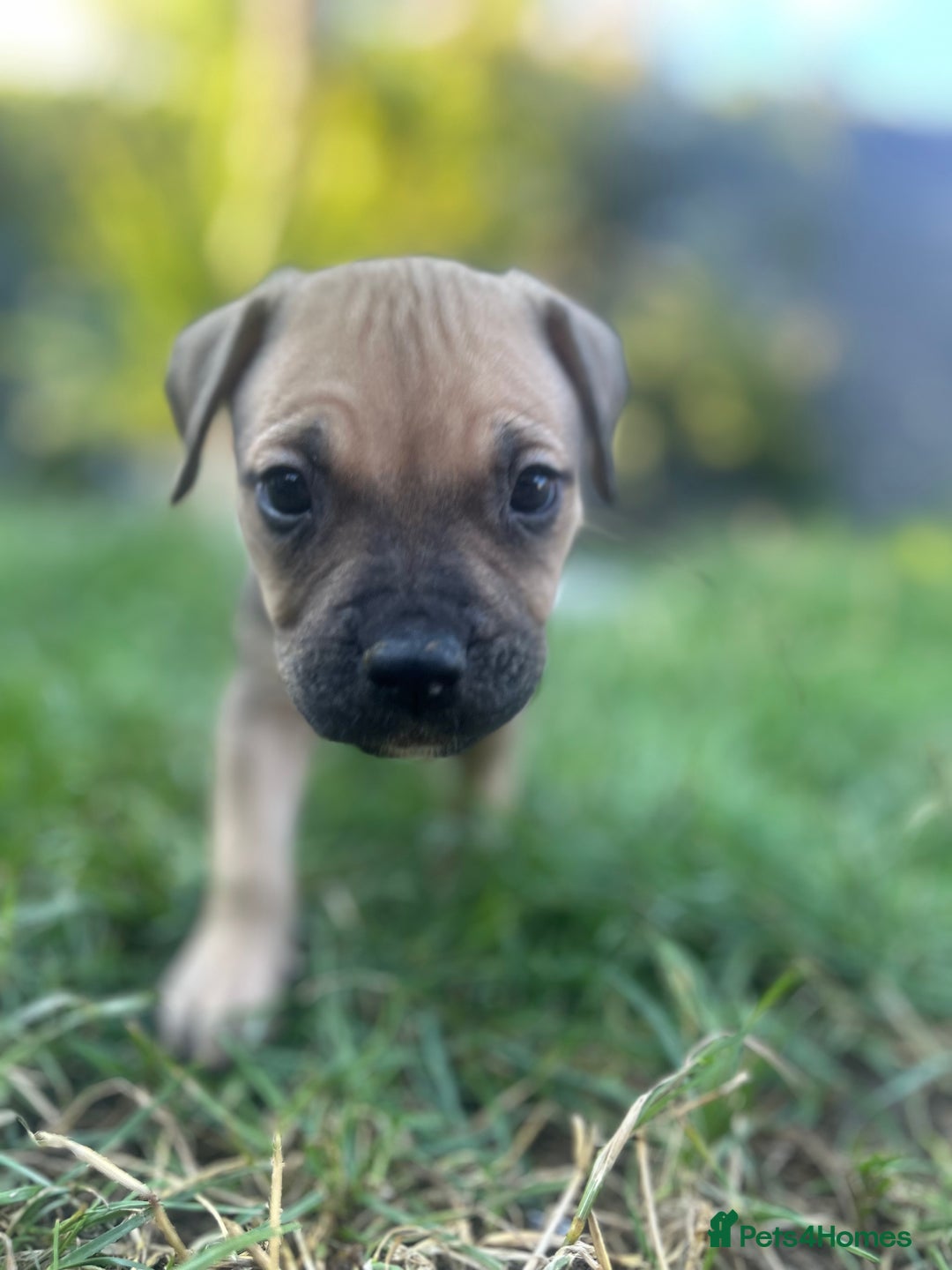 Mixed Breed dogs for sale: Mastiff x staff puppies  - Image 14