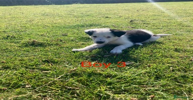 Mixed Breed dogs - Advert 7
