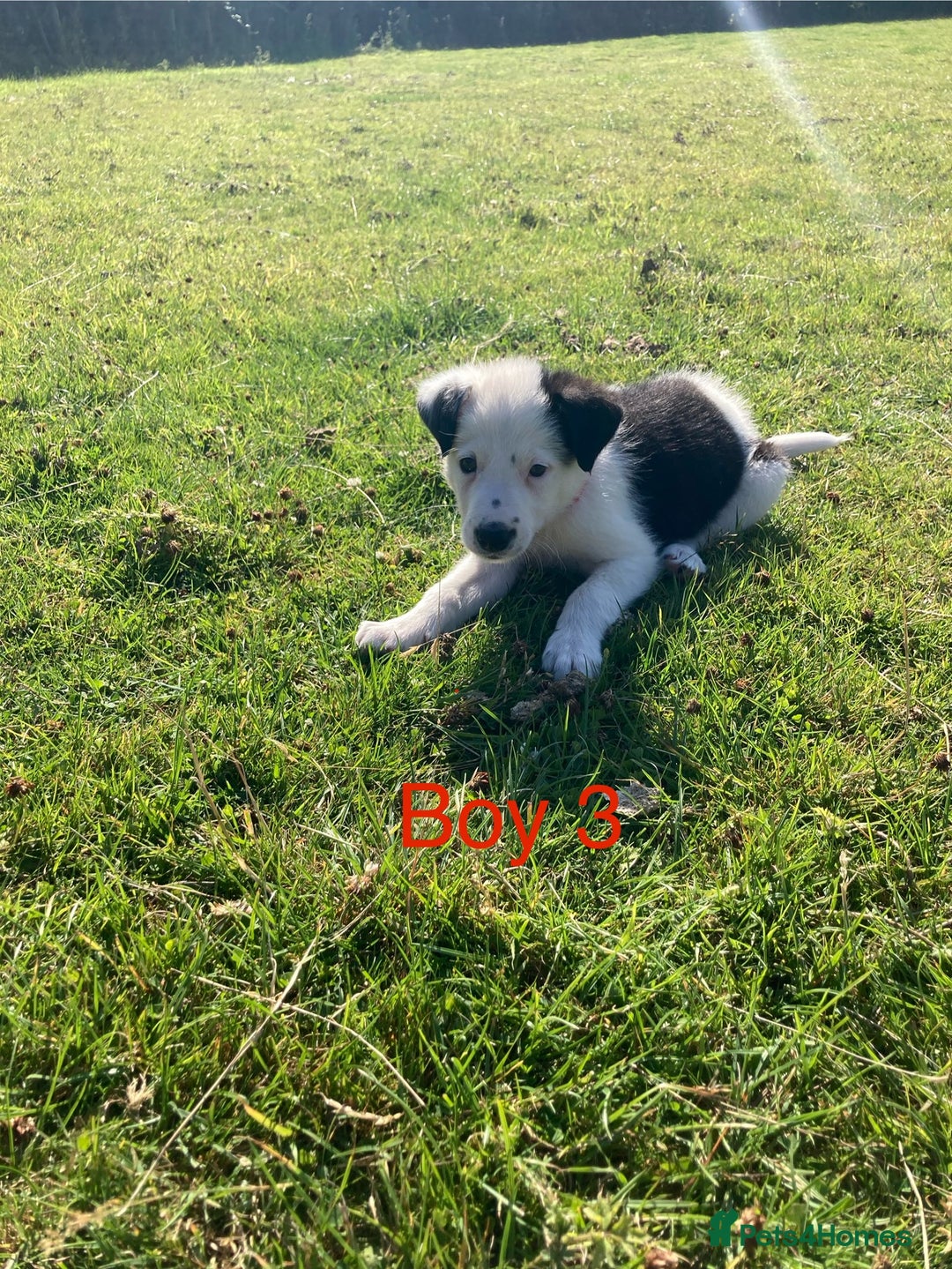 Mixed Breed dogs for sale: Collie x Huntaway - Image 3