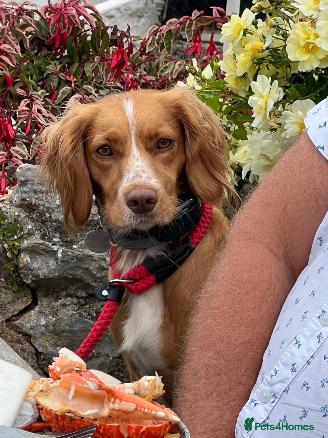 Cocker Spaniel dogs for sale: KC Reg -Working Cocker Spaniel Dog Puppy Available - Advert 7