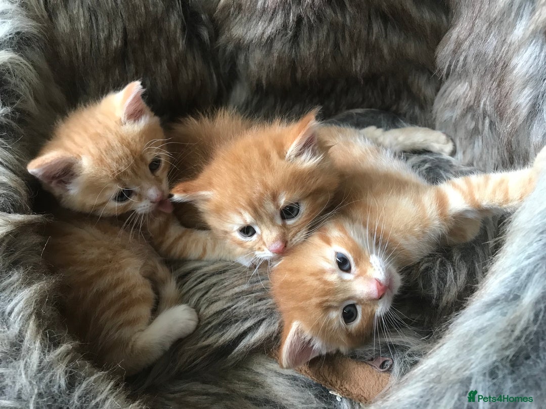 Maine Coon cats for sale: 2 Beautiful Ginger Maine Coon Cross Kittens - Image 2