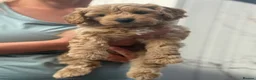 Cockapoo dogs for sale: ONLY 1 LEFT - Toy Cockapoo GIRL Available Now - Advert 14