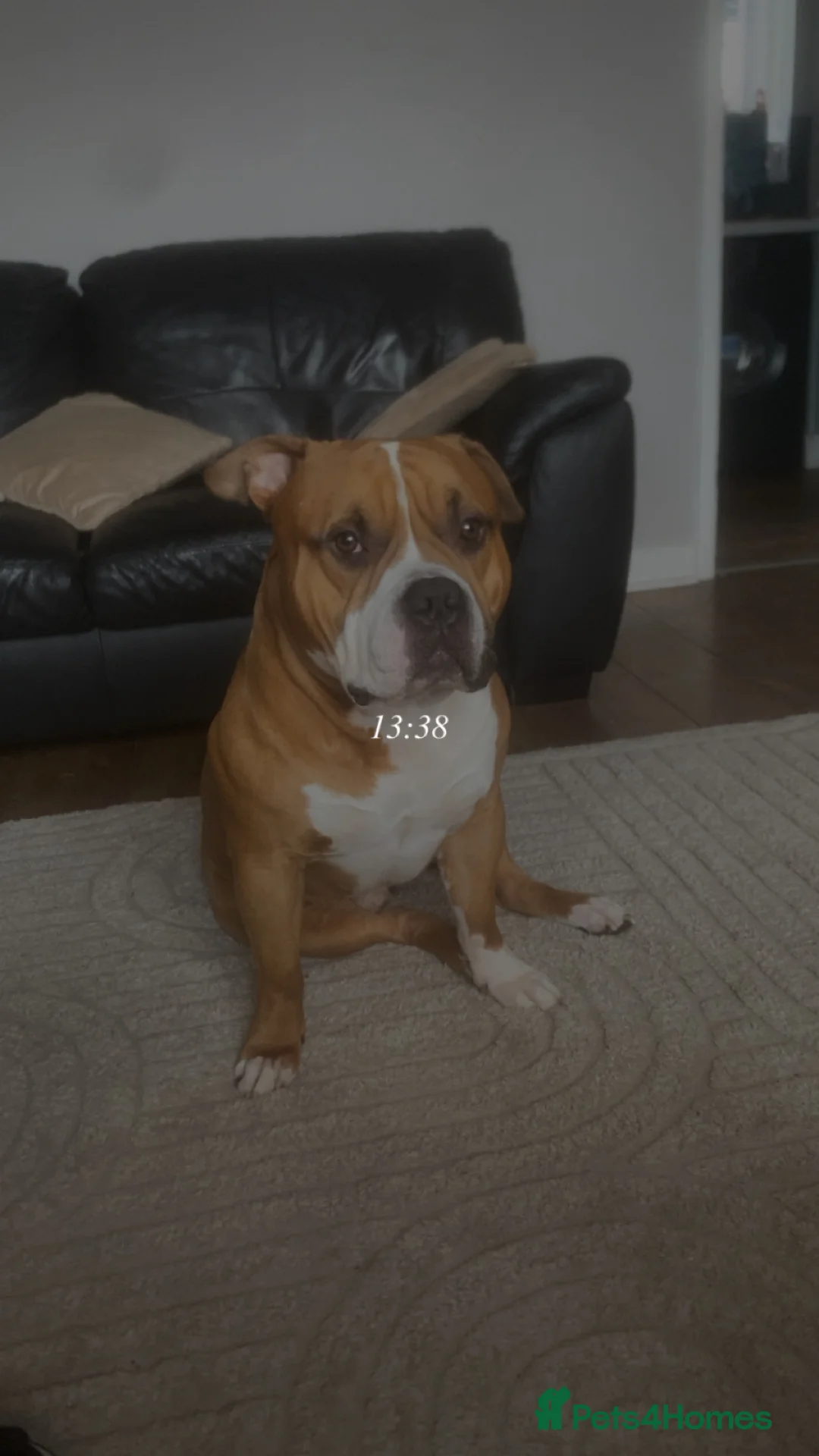 American Bulldog dogs for sale: American bulldog male  - Advert 2