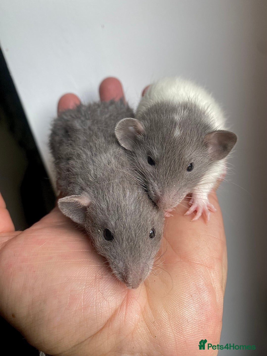 Rat rodents for sale: 🐭Dumbo Rex & Straight Coat Rats Available 🐭 - Image 5