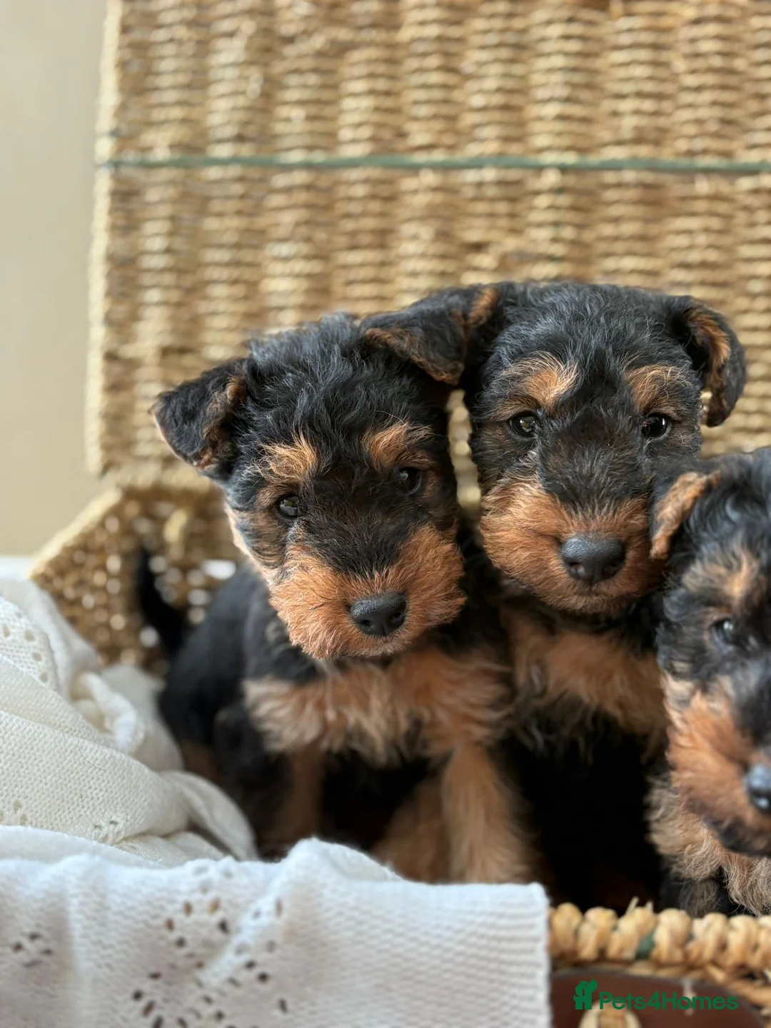 Welsh Terrier dogs for sale: Welsh terriers excellent pedigree  - Advert 4
