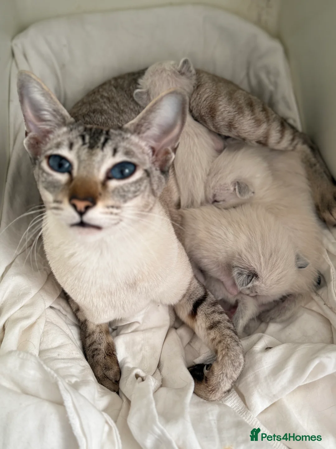 Siamese cats for sale: Siamese X Ragdoll kittens - Advert 2