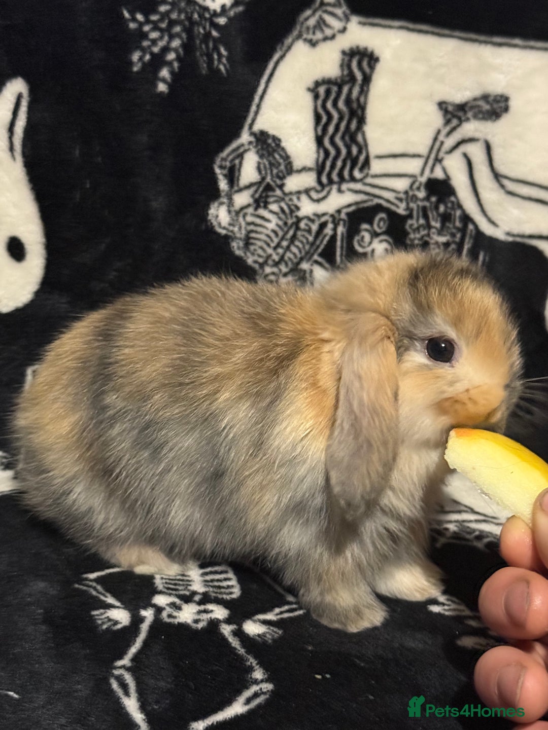 Mini Lop rabbits for sale: 3 Harlequin Mini Lops Available - Advert 3