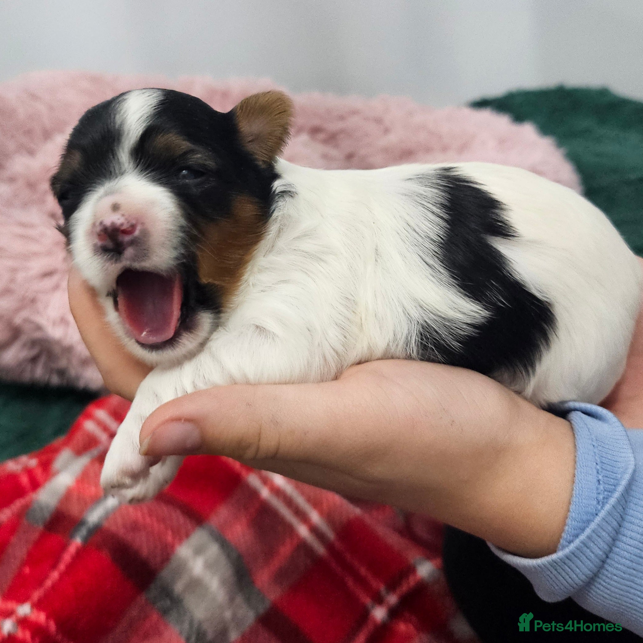 Yorkshire Terrier dogs Two beautiful Yorkshire Terrier (Biewer) puppies - Advert 1