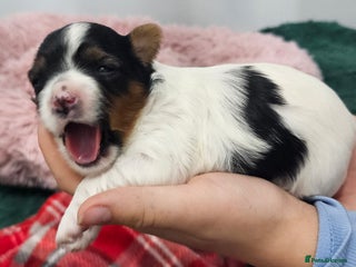 Yorkshire Terrier dogs Two beautiful Yorkshire Terrier (Biewer) puppies - Advert 1