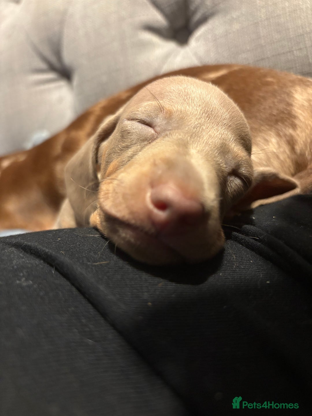 Miniature Dachshund dogs for sale: Miniature shorthaired dachshund pups - Advert 10