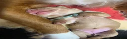Cocker Spaniel dogs for sale: Golden cocker spaniel pups  - Advert 20
