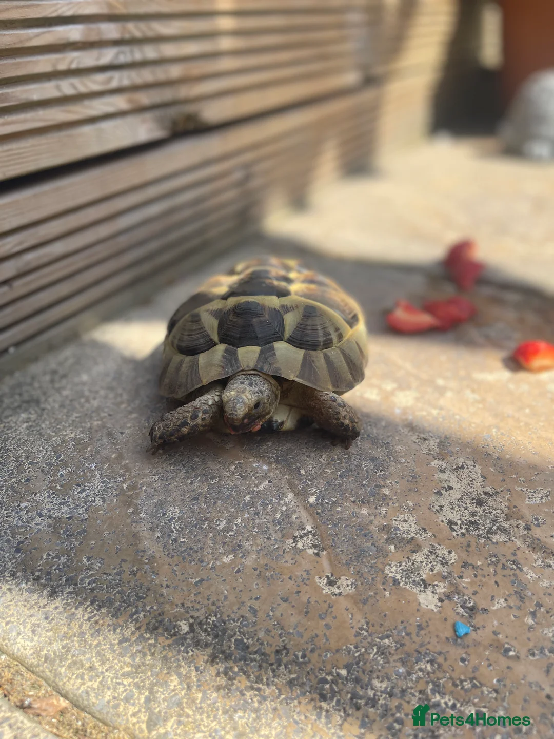 Tortoise reptiles for sale: Mediterranean Spur Thighed  - Advert 4