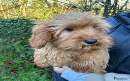 Mixed Breed dogs for sale: Cavapoo Female Puppies - Advert 2