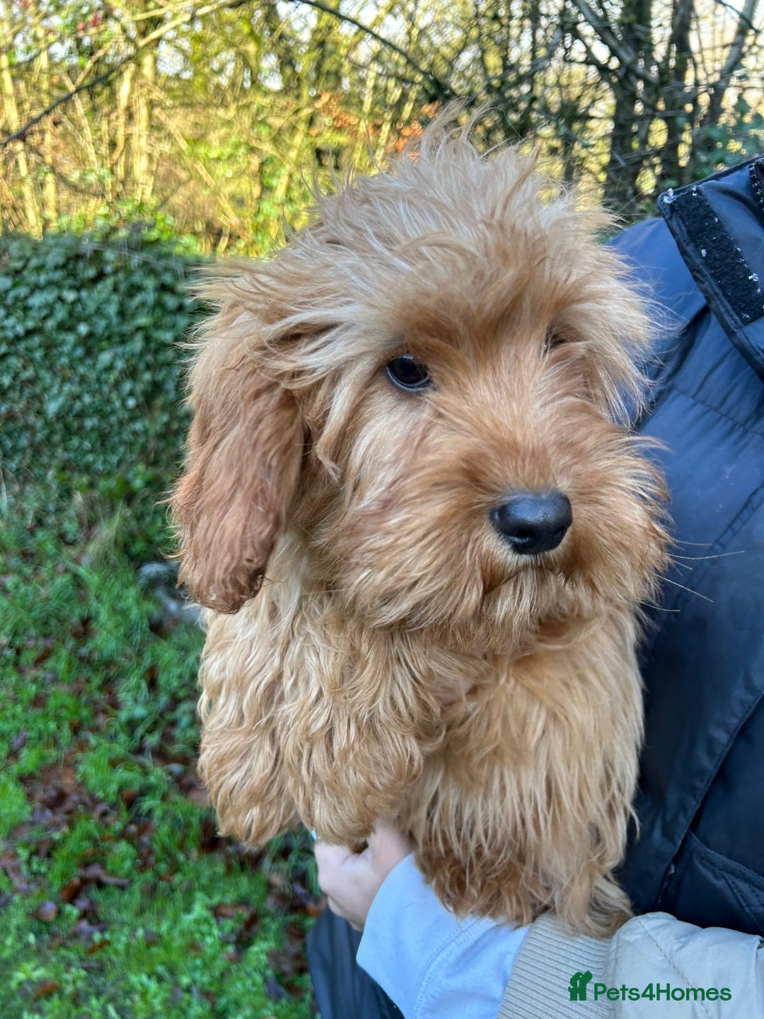 Mixed Breed dogs for sale: Cavapoo Female Puppies - Advert 2