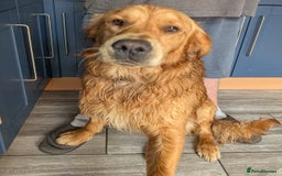 Golden Retriever dogs for stud: kC health check hip check proven - Image 10