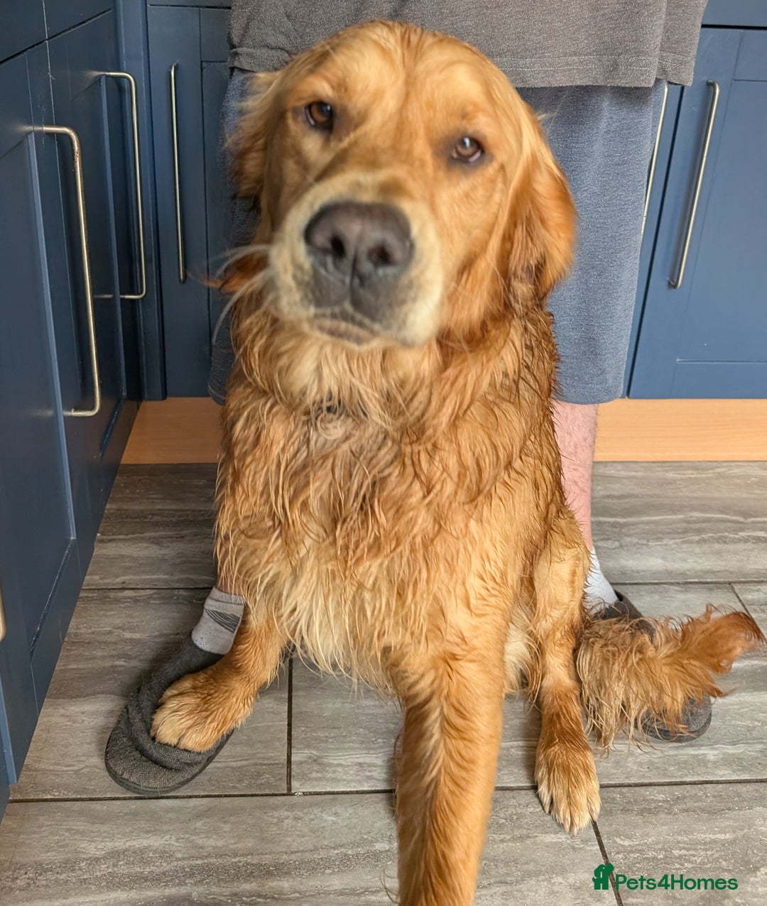 Golden Retriever dogs for stud: kC health check hip check proven - Image 10