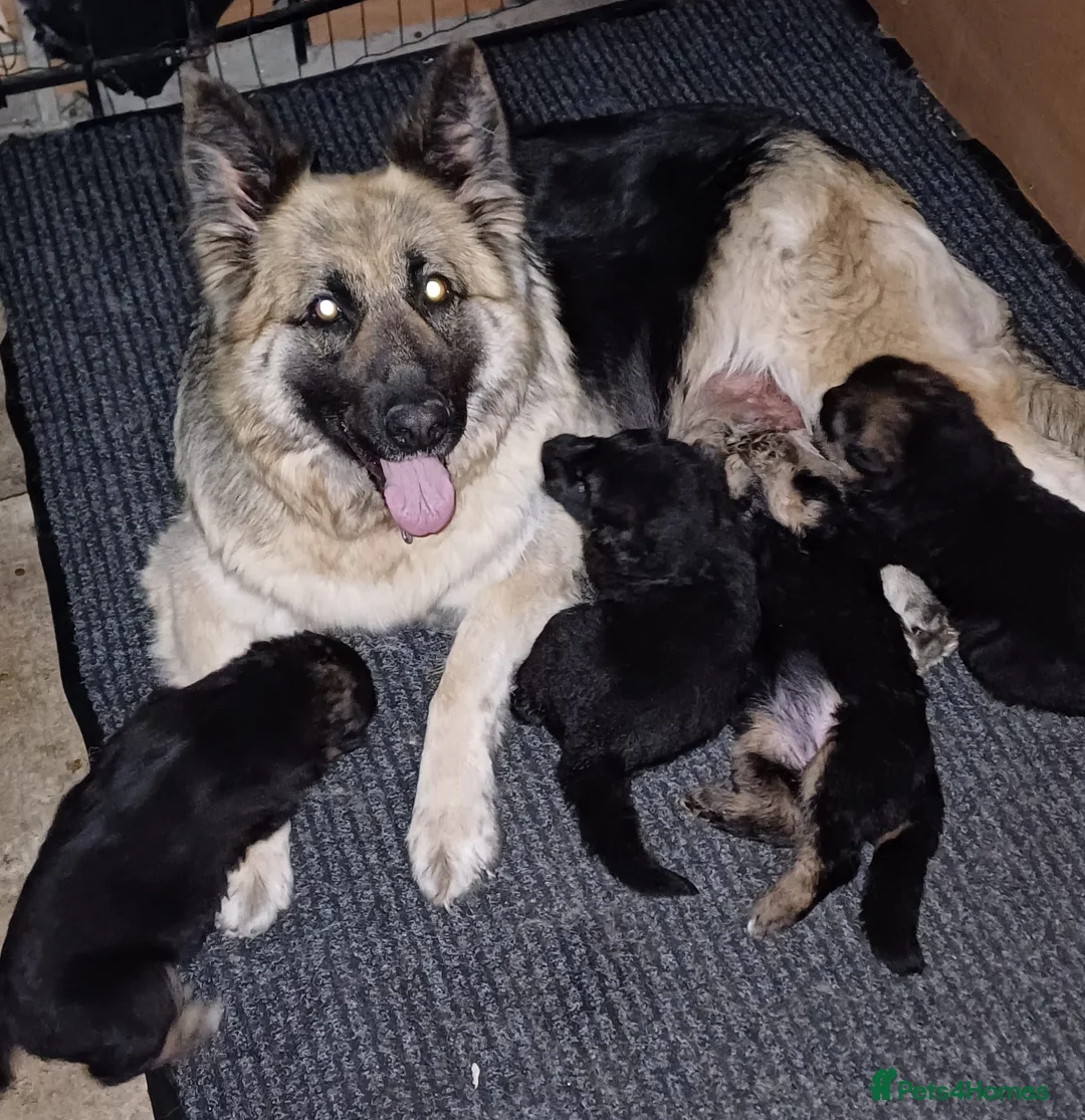 German Shepherd dogs for sale: Long-haired German sheperd puppies - Advert 5