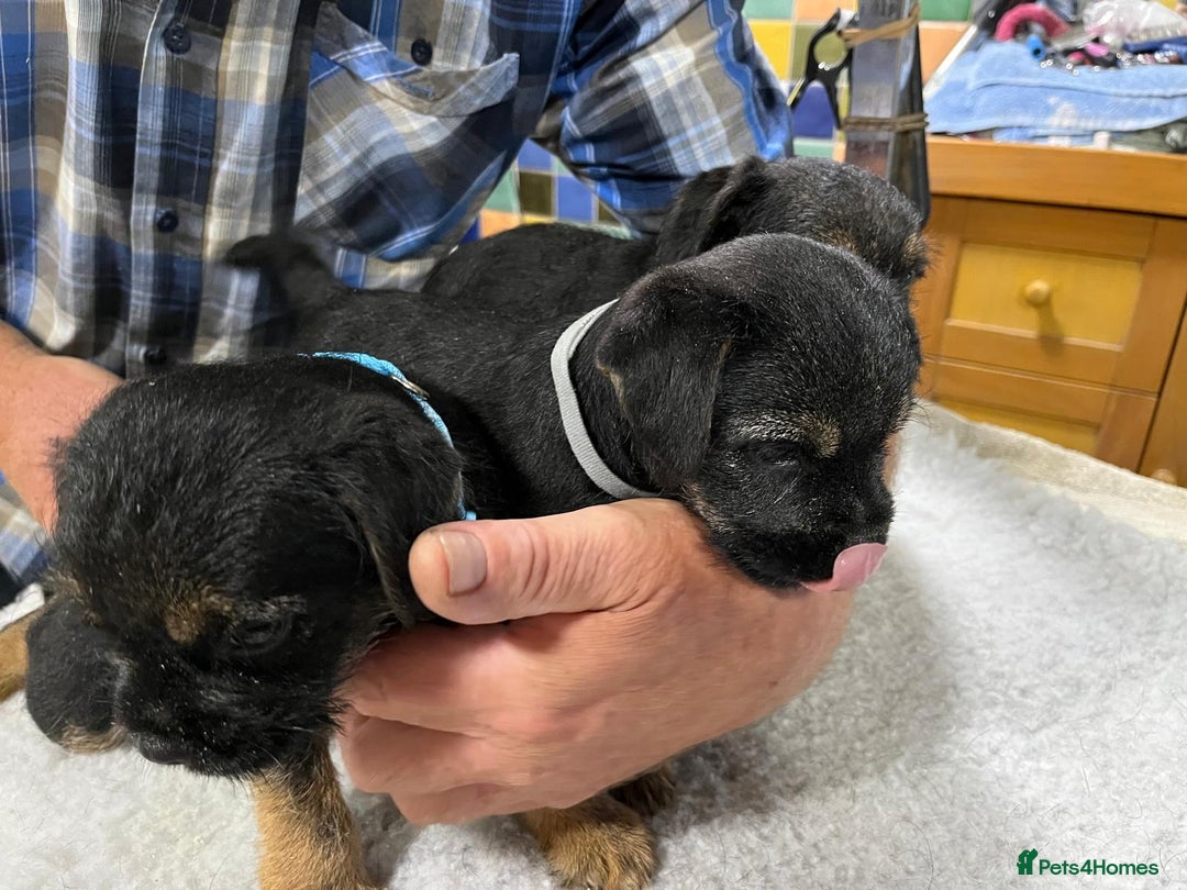 Border Terrier dogs for sale: Beautiful border terrier pups for sale In Kent - Image 11