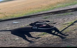 Mixed Breed dogs for sale: 9 cane corse/ staff pups  - Image 2