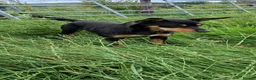 Australian Kelpie dogs for sale: Beautiful kelpie puppies for sale - Advert 25