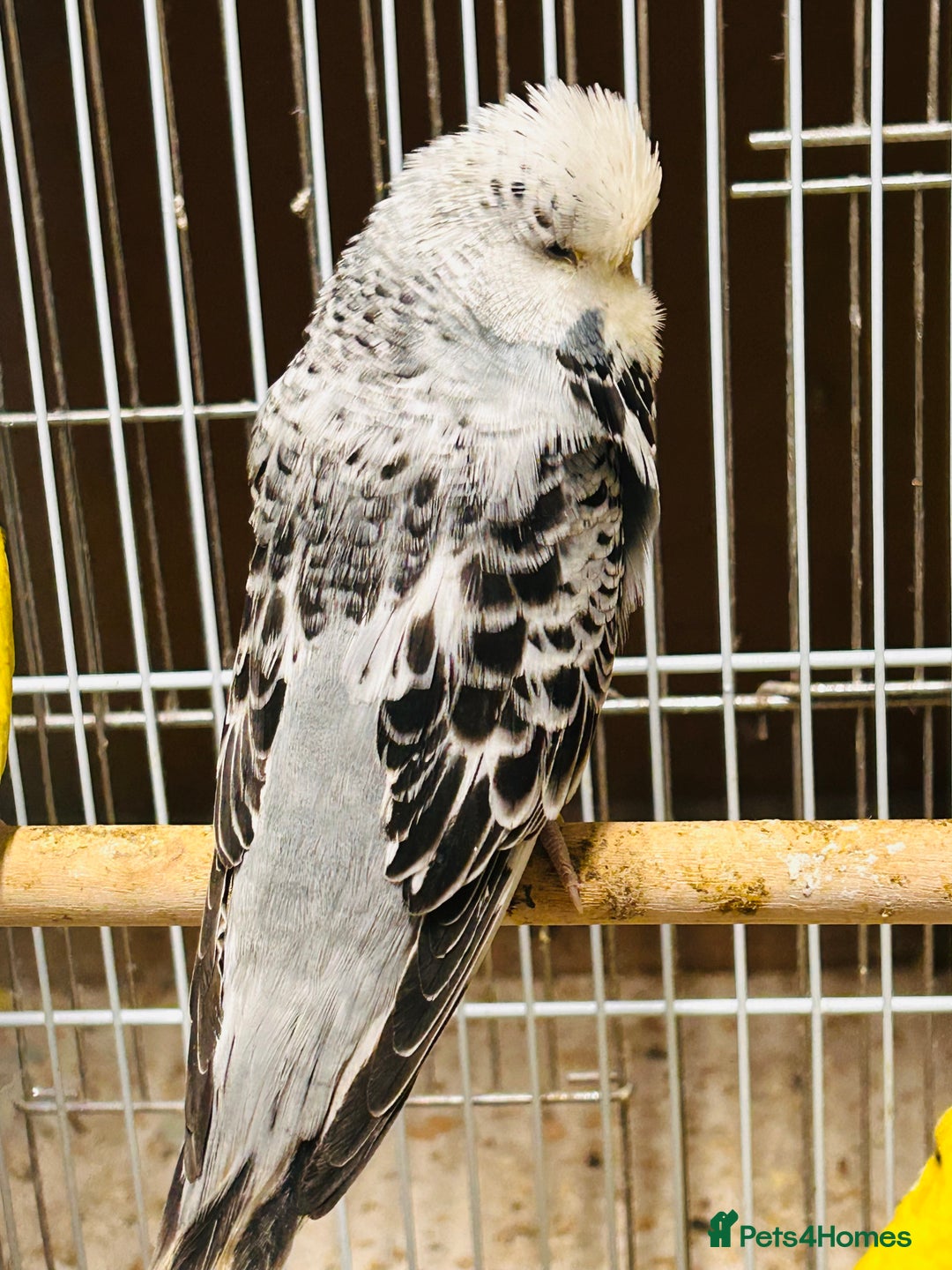 Budgerigars birds for sale: Various colour/ages budgies for sale  - Advert 5