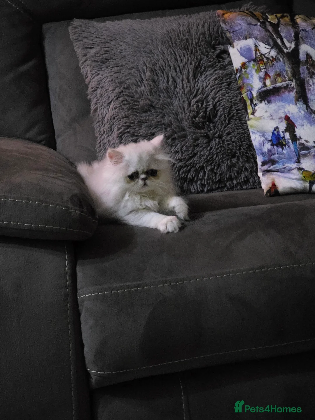 Persian cats for sale: Chinchilla Persian  - Advert 5