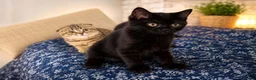 Scottish Fold cats for sale: Two Beautiful Scottish Kittens – Girls - Advert 7