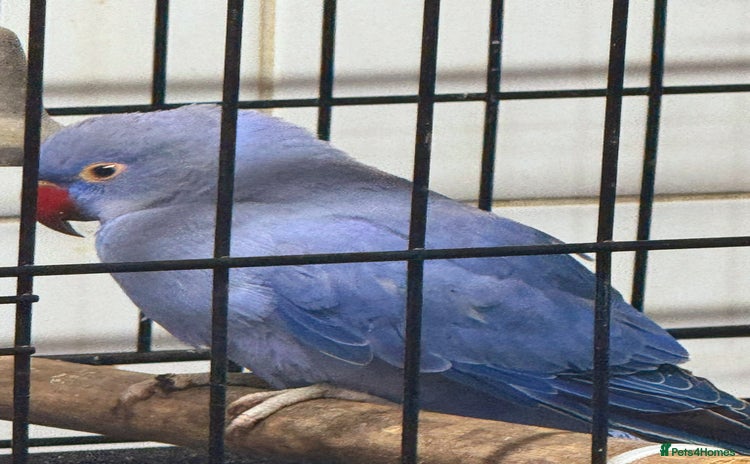 Parrots birds - Advert 14