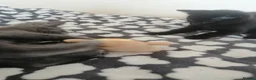 Mixed Breed cats for sale:  Kittens - Advert 8