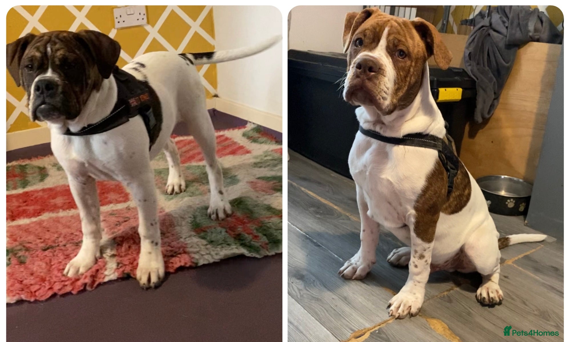 Alapaha Blue Blood Bulldog dogs Pure bred pedigree ALAPAHAS 2left - Advert 1