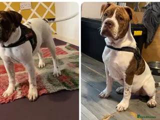 Alapaha Blue Blood Bulldog dogs Pure bred pedigree ALAPAHAS 2left - Advert 2