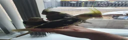 Cockatiels birds for sale: 3 beautiful baby hand reared cockateils. in Leeds - Advert 1